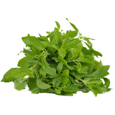 Holy Basil