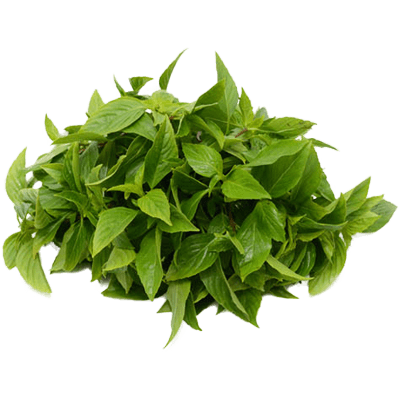 Sweet Basil